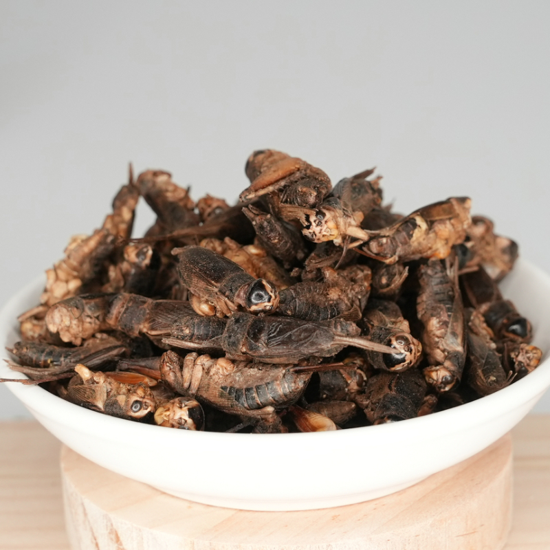 冻干蟋蟀