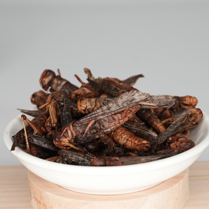 冻干蚂蚱