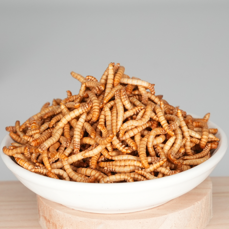 冻干面包虫