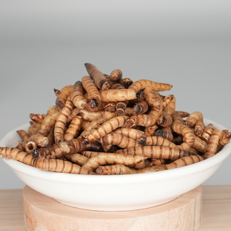 冻干大麦虫
