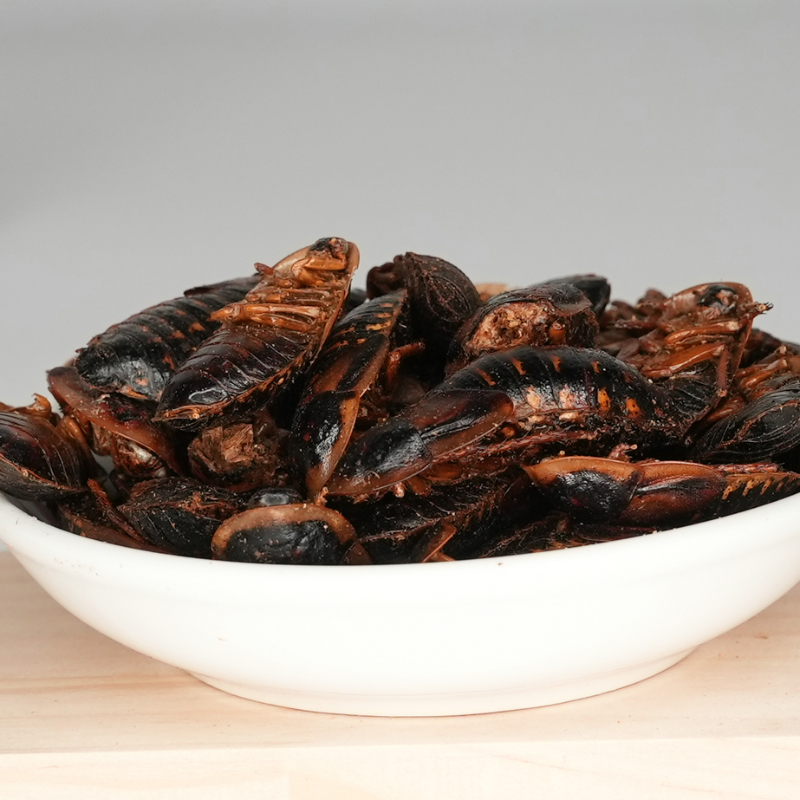 冻干杜比亚蟑螂