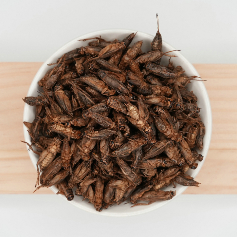 冻干白蟋蟀
